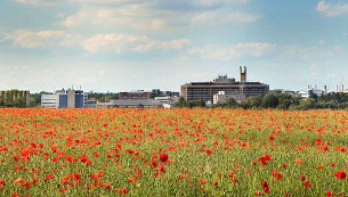 Cambridge university